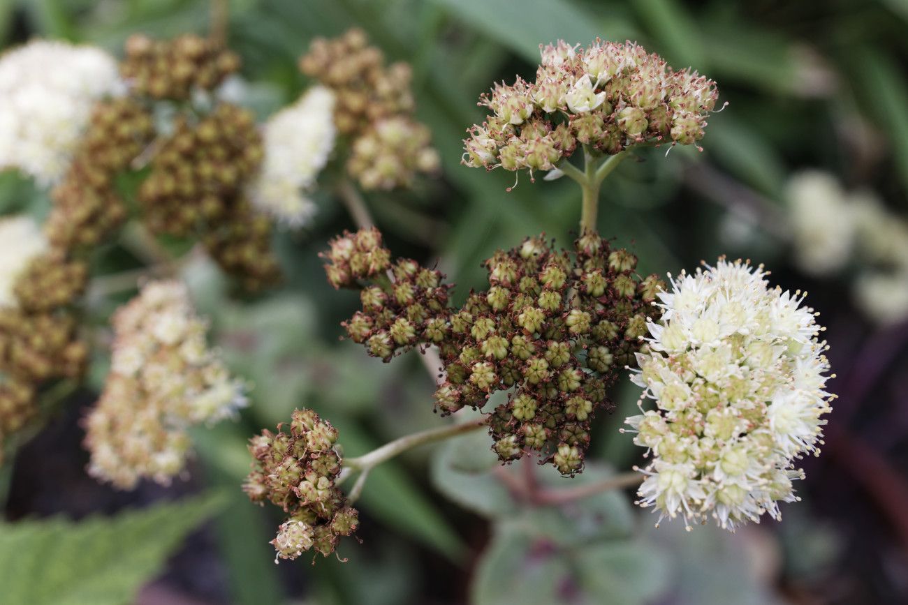 Au jardin en fin d'été