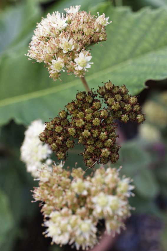 Au jardin en fin d'été