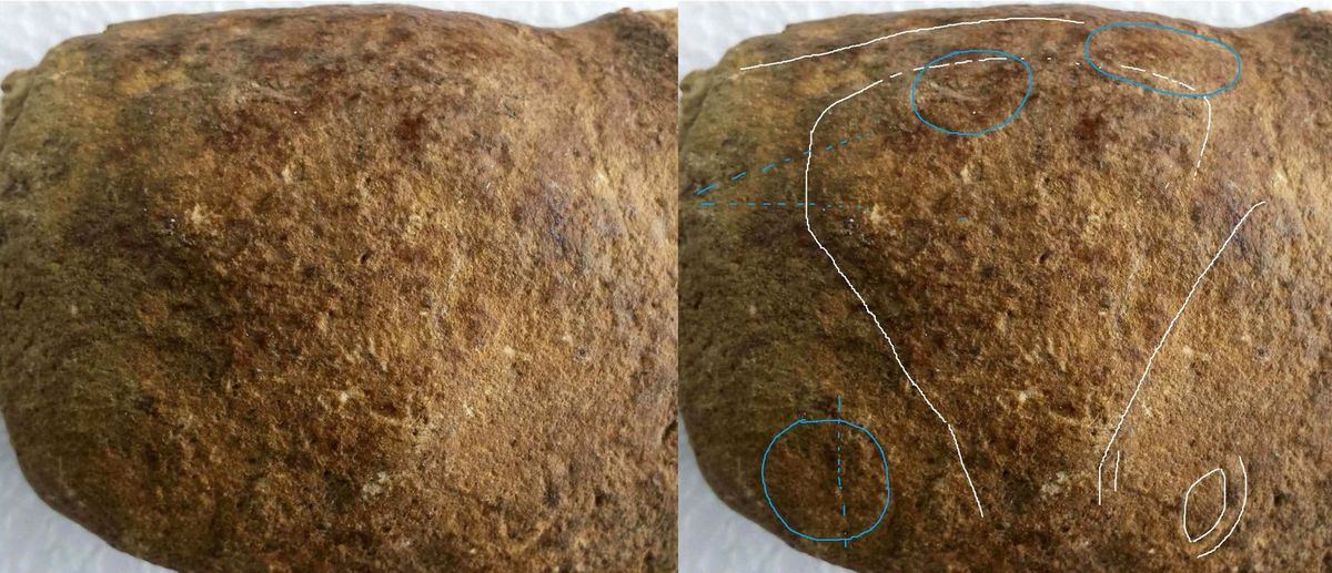 aurignacien, cortex gravé cheval horse ours aurignacian bear horse paleolithique, paleolithic