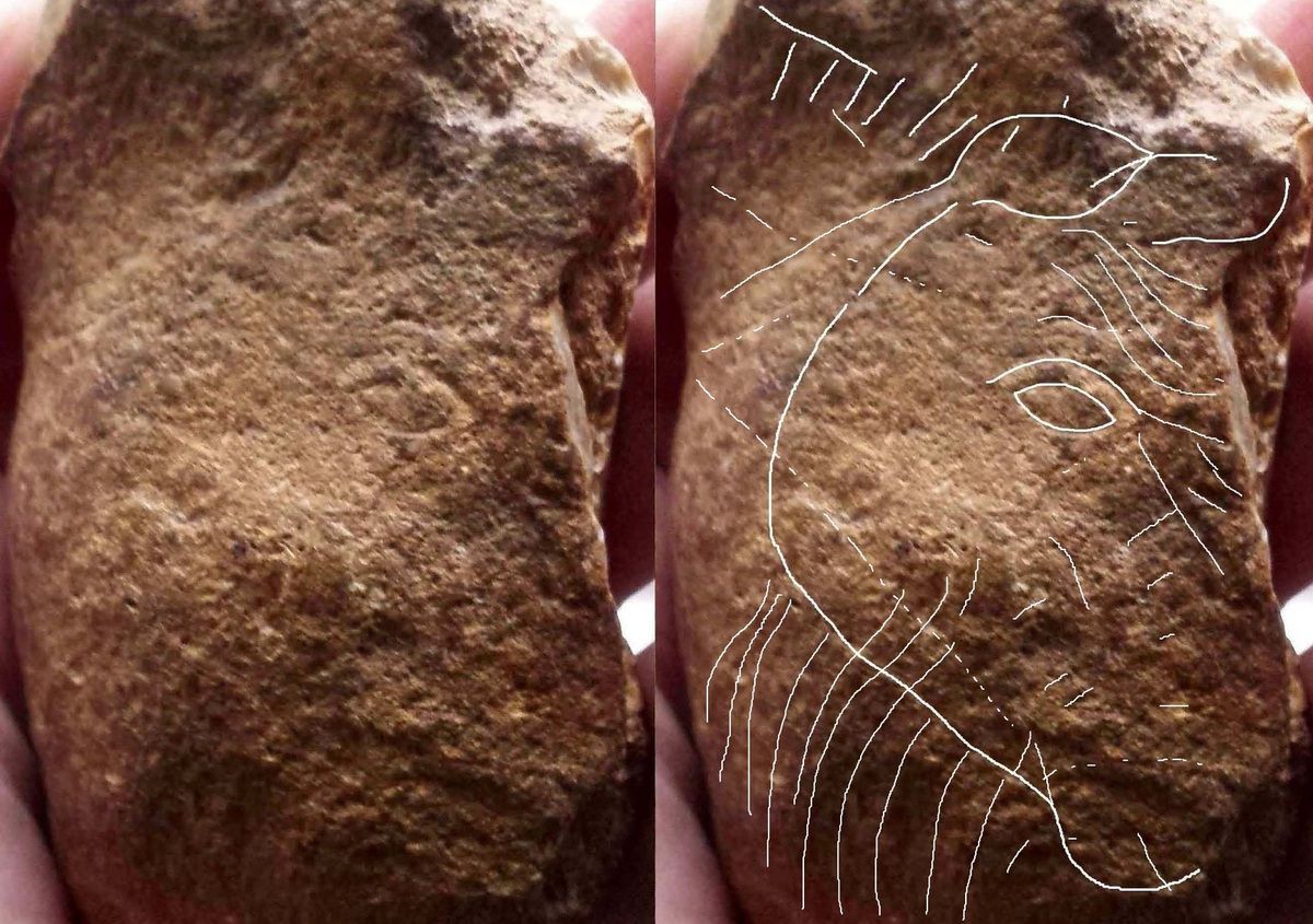 aurignacien, cortex gravé cheval horse ours aurignacian bear horse paleolithique, paleolithic