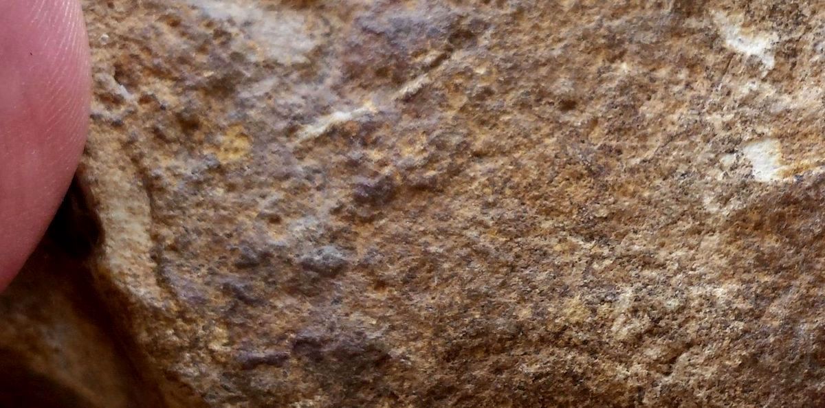 aurignacien, cortex gravé cheval horse ours aurignacian bear horse paleolithique, paleolithic