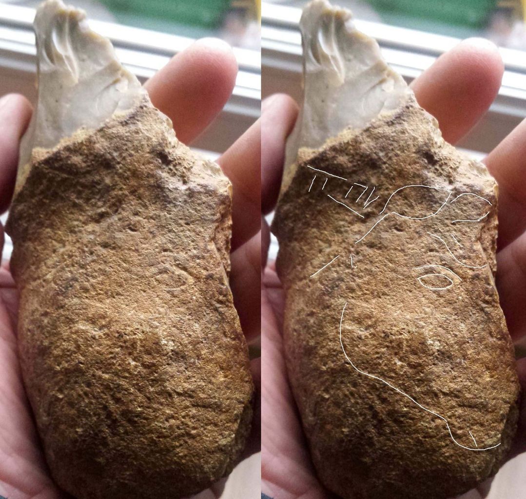 aurignacien, cortex gravé cheval horse ours aurignacian bear horse paleolithique, paleolithic