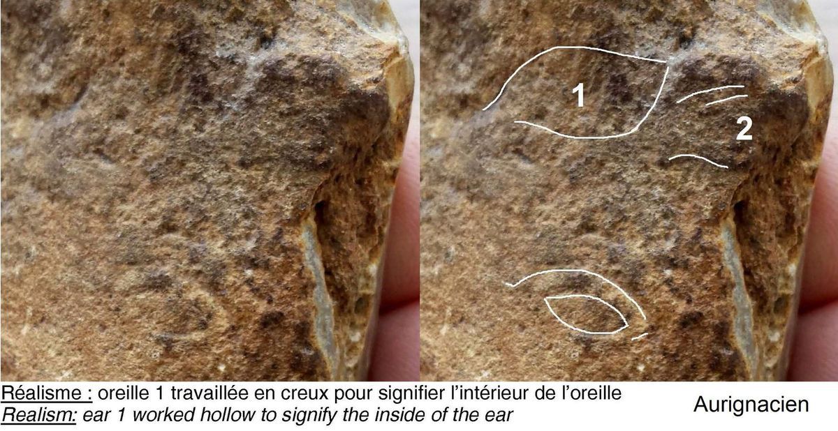 aurignacien, cortex gravé cheval horse ours aurignacian bear horse paleolithique, paleolithic