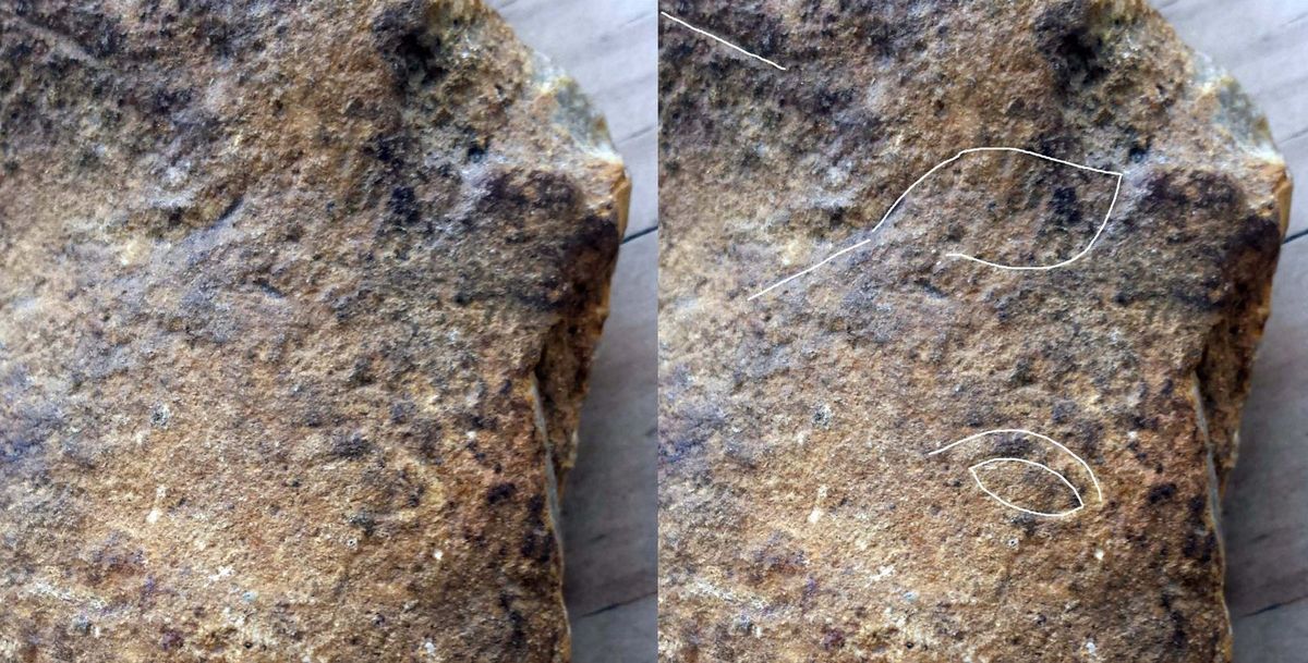 aurignacien, cortex gravé cheval horse ours aurignacian bear horse paleolithique, paleolithic