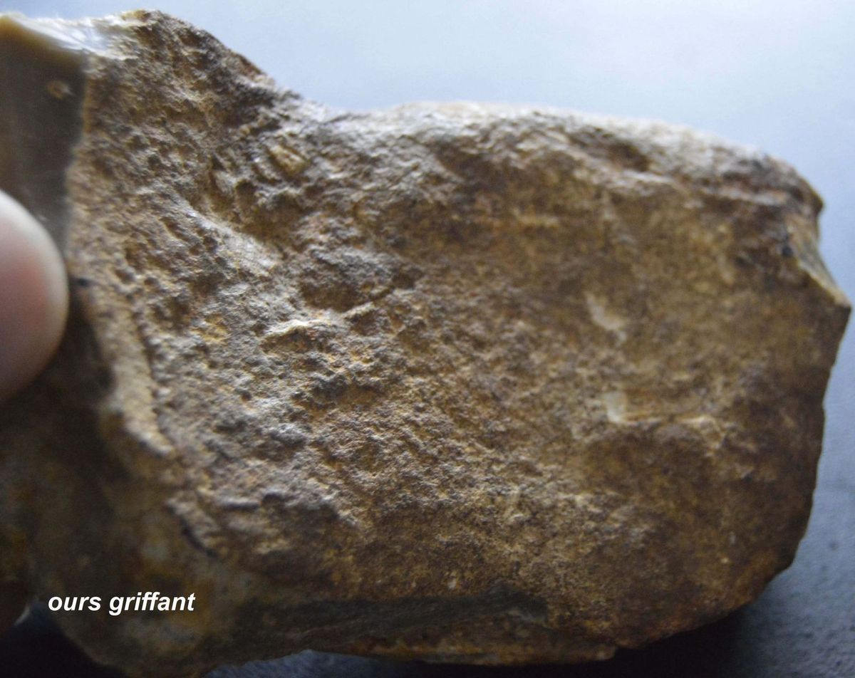 aurignacien, cortex gravé cheval horse ours aurignacian bear horse paleolithique, paleolithic