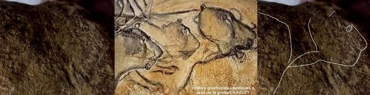 aurignacien, cortex gravé  lion felin - aurignacian feline  paleolithique, paleolithic