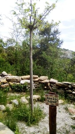 Arbre de la fraternité.