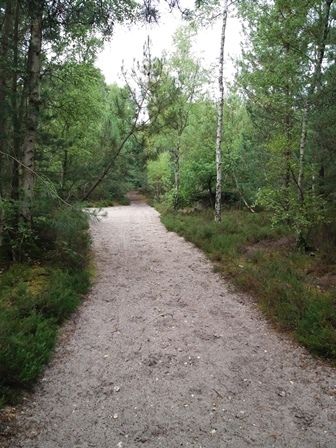 Cheminement en forêt.