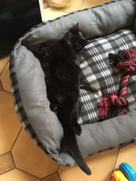 Noir chatte léchage tubes