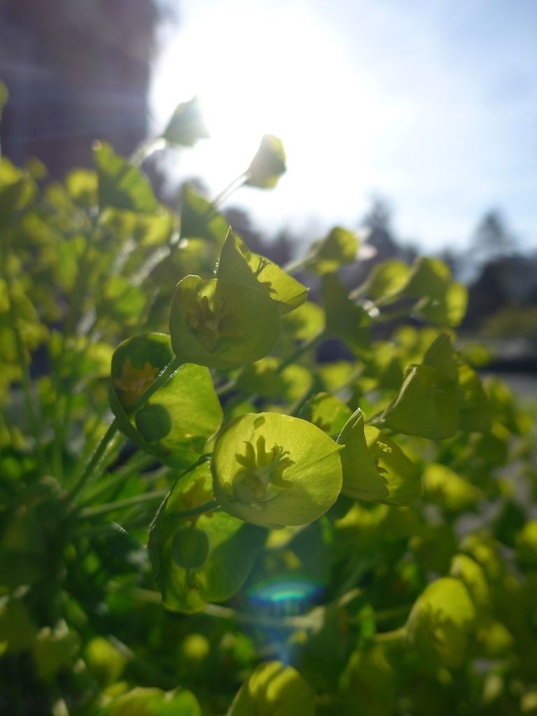 Fleurs Jardin Angers