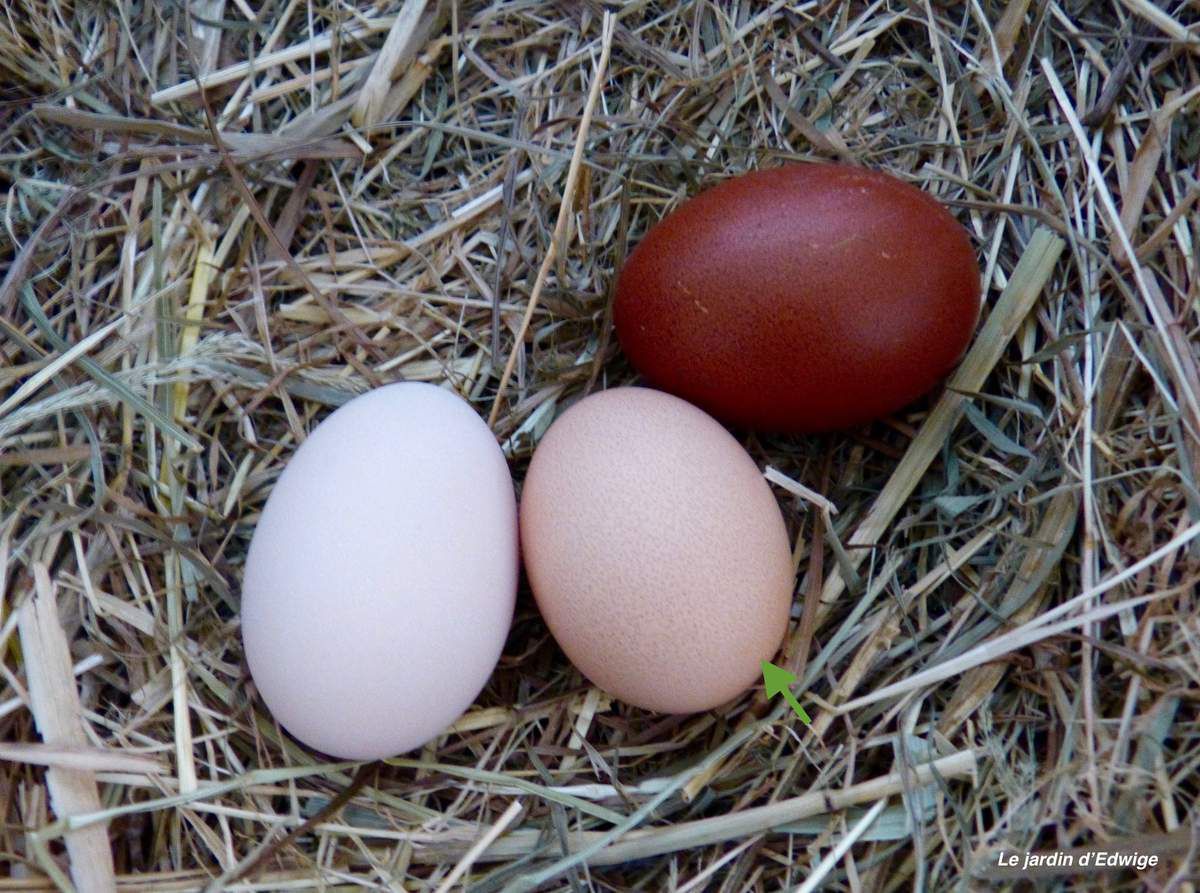 L'œuf de l'Orpington de couleur crème, au centre signalé par une flèche, entre un œuf de Marans et de Wyandotte