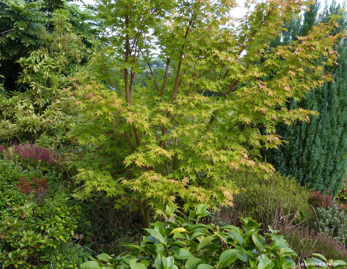 Érable du Japon 'Senkaki' - Acer palmatum 'Senkaki ' 