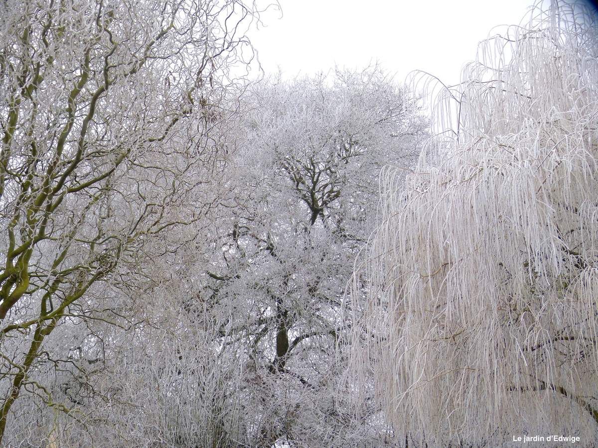 Arbres du jardin figés sous le givre. (Saule tortueux, saule pleureur et chêne)