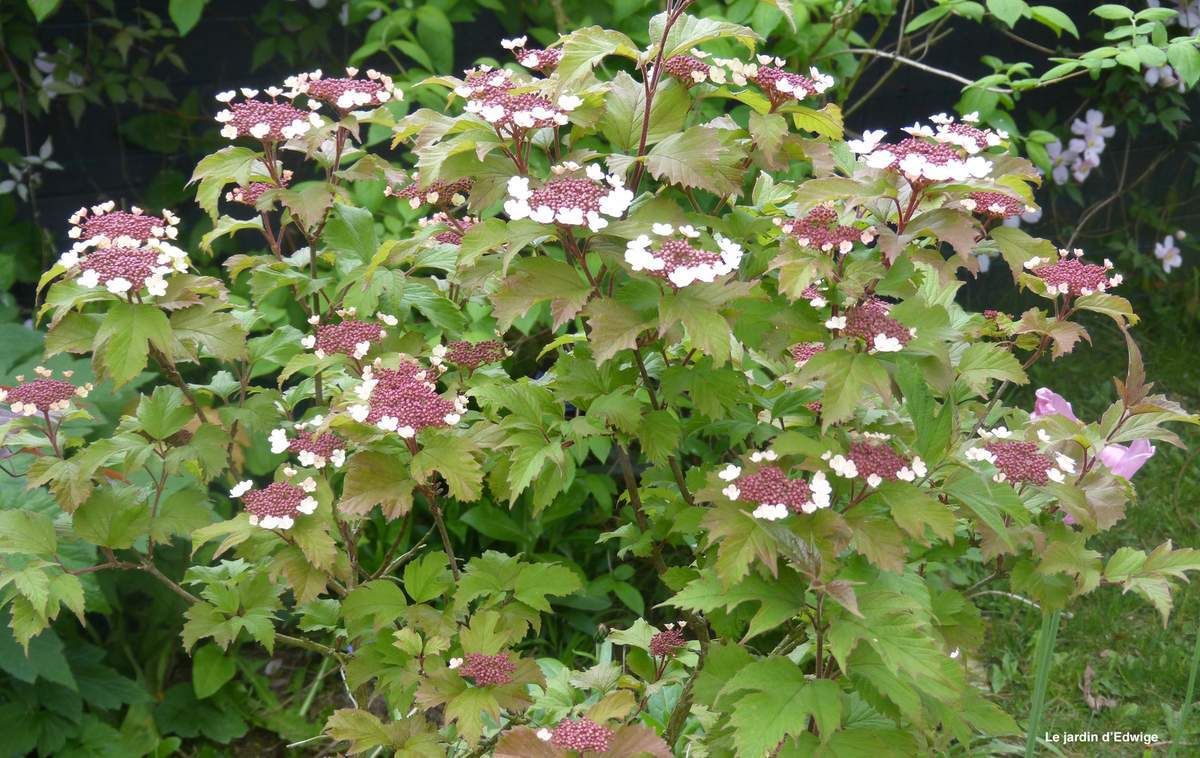 Viorne de sargent 'Onondaga' - Viburnum sargentii Onondaga