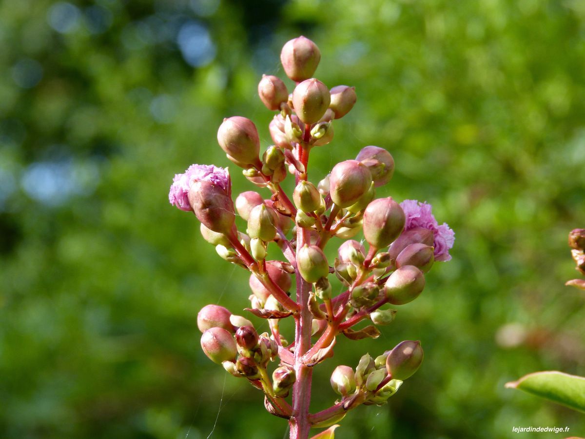 Lilas des Indes - Lagerstroemia indica - Le jardin d'Edwige.