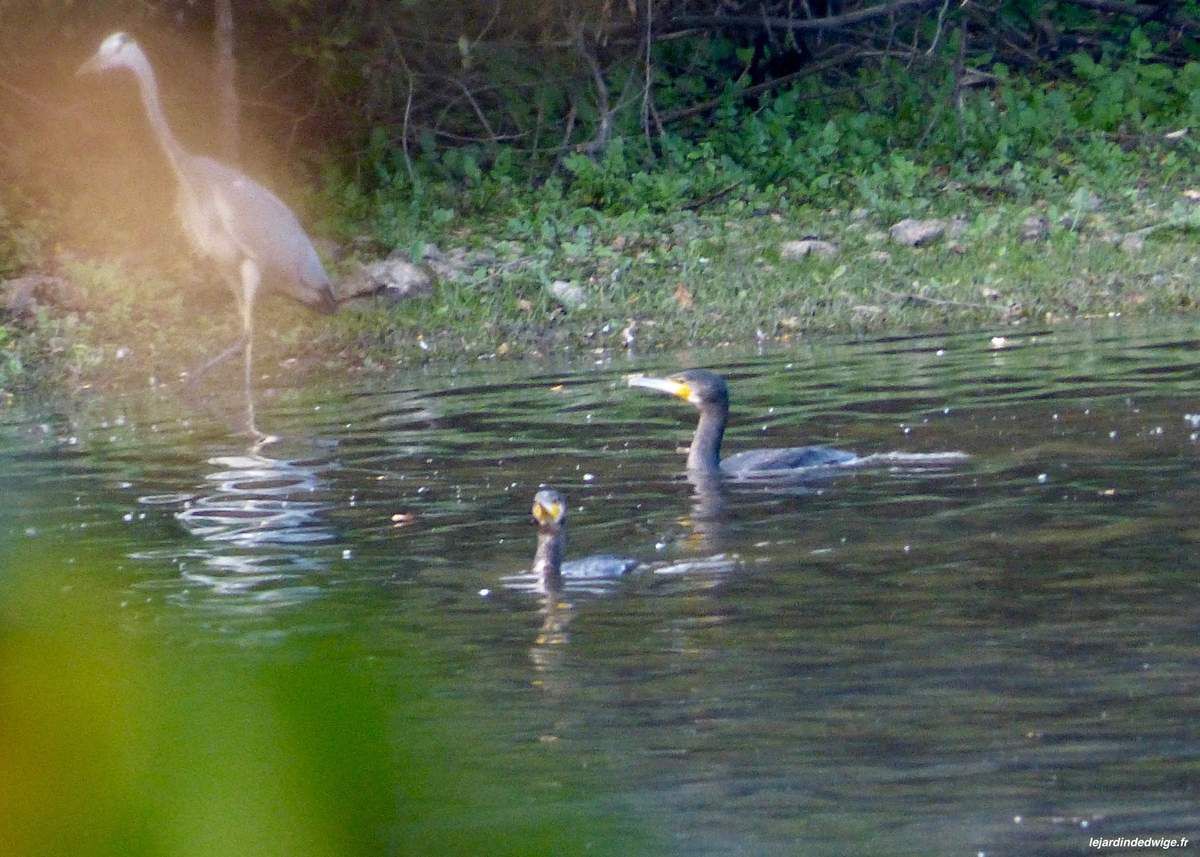 Cormorans et héron.