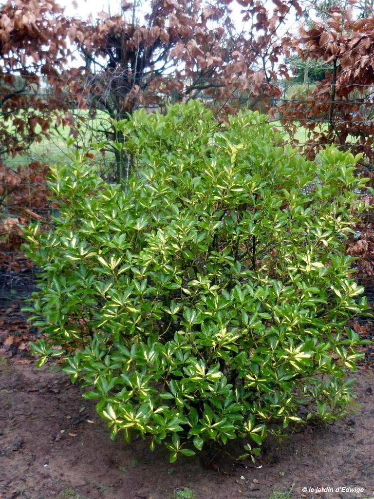 Des bulbes printaniers garniront le pied de ce fusain.