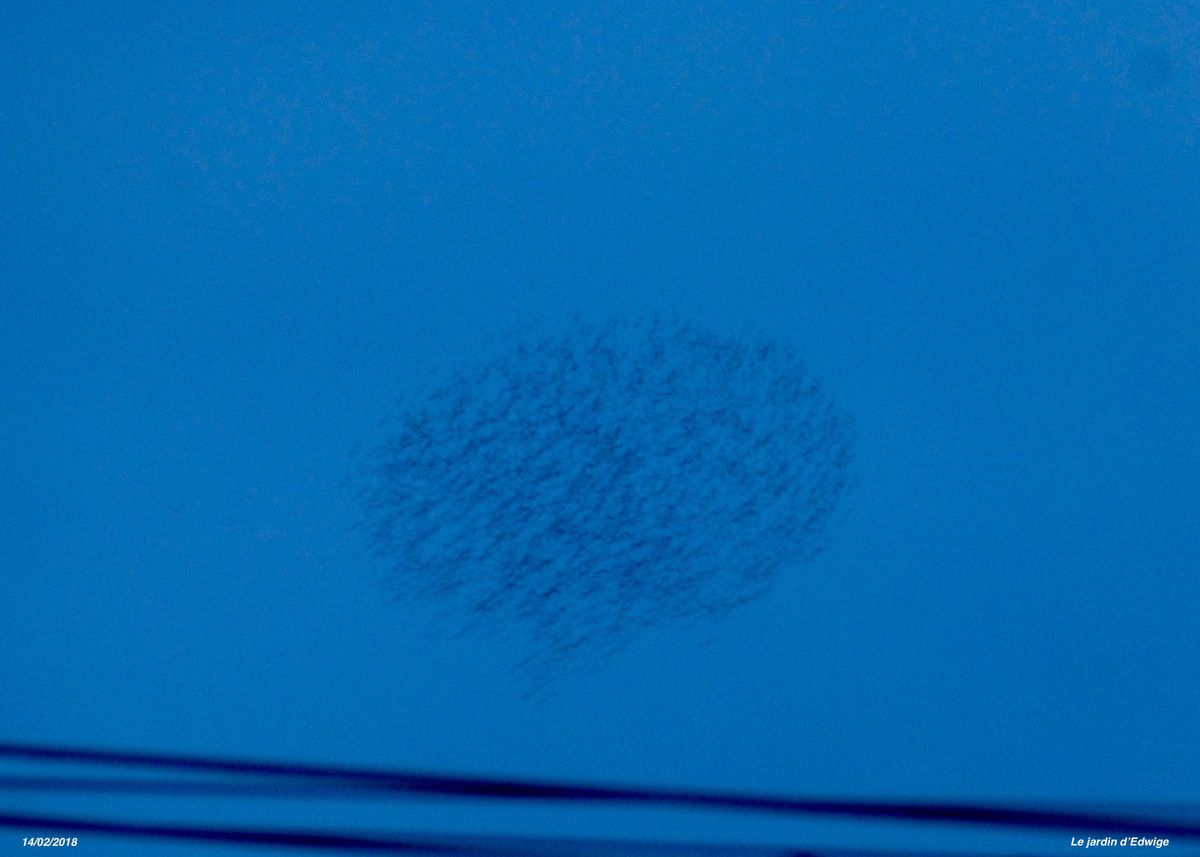 Étourneau sansonnet- Sturnus vulgaris