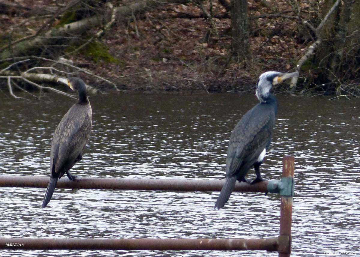 Photo prise à l'étang de la Corbière autre étang de proximité. À droite,Cormoran en plumage nuptial.
