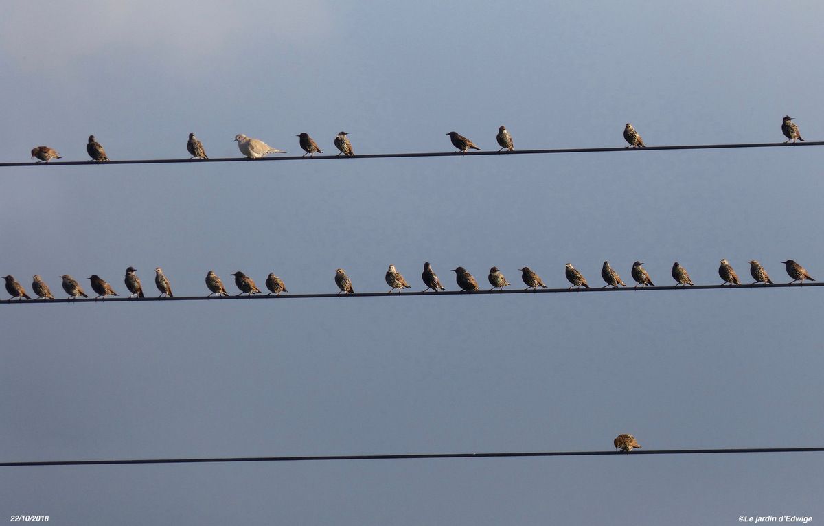 Étourneau sansonnet- Sturnus vulgaris