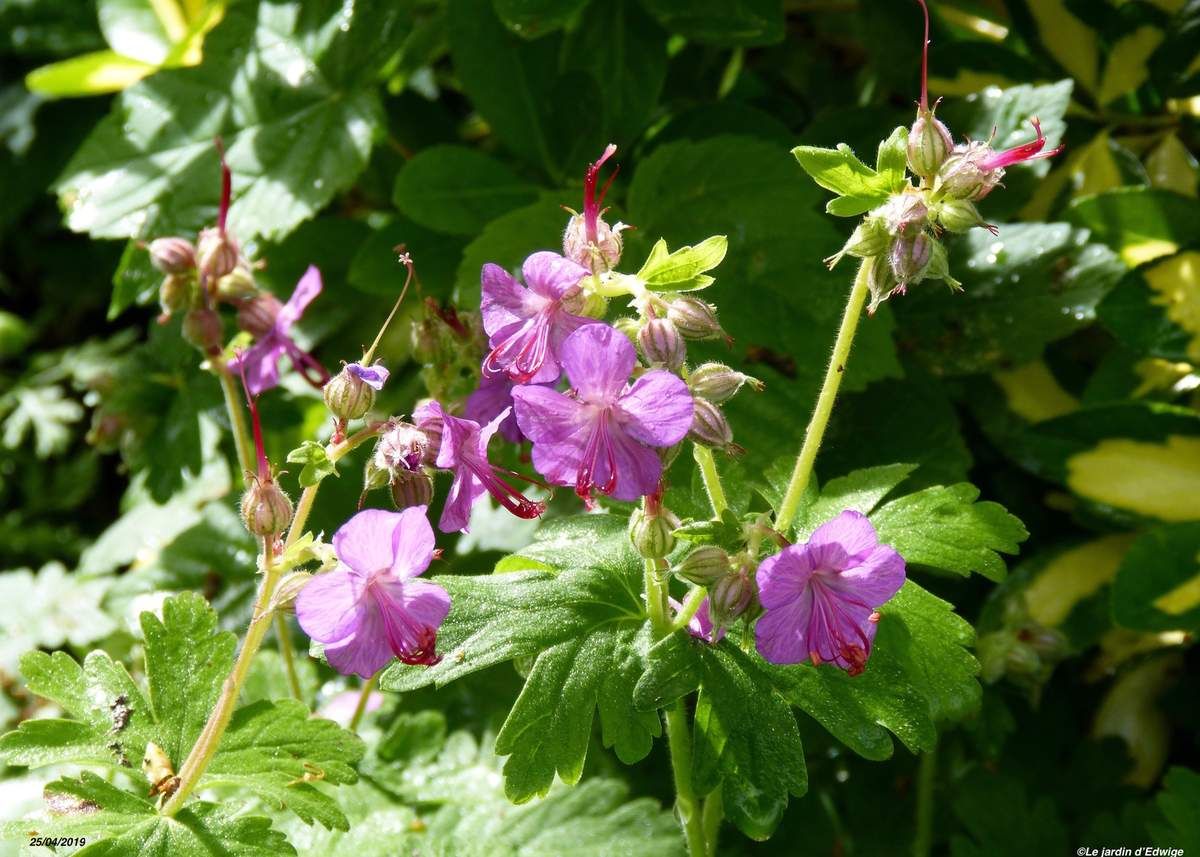 Géranium à grosses racines - Geranium macrorrhizum - Le jardin d'Edwige.