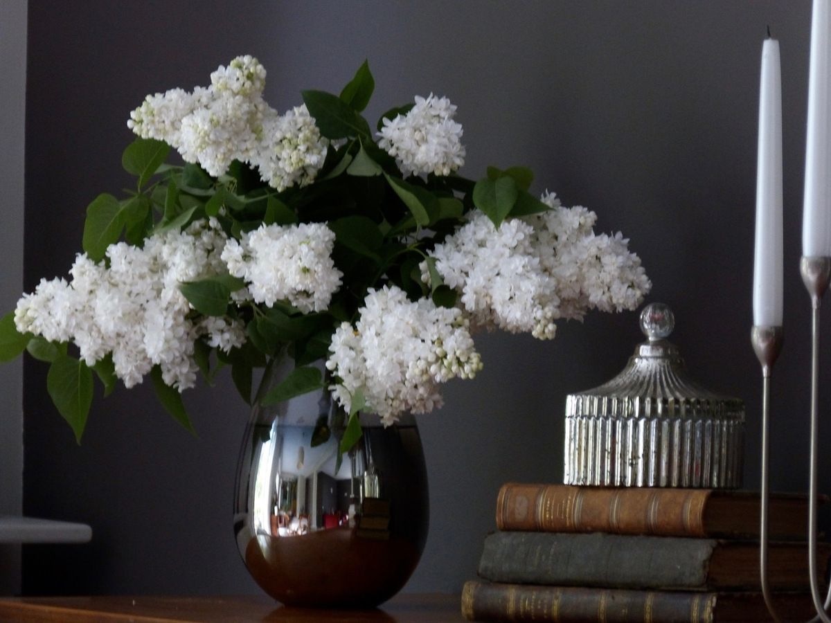 Bouquet de lilas blanc. - Le jardin d'Edwige.