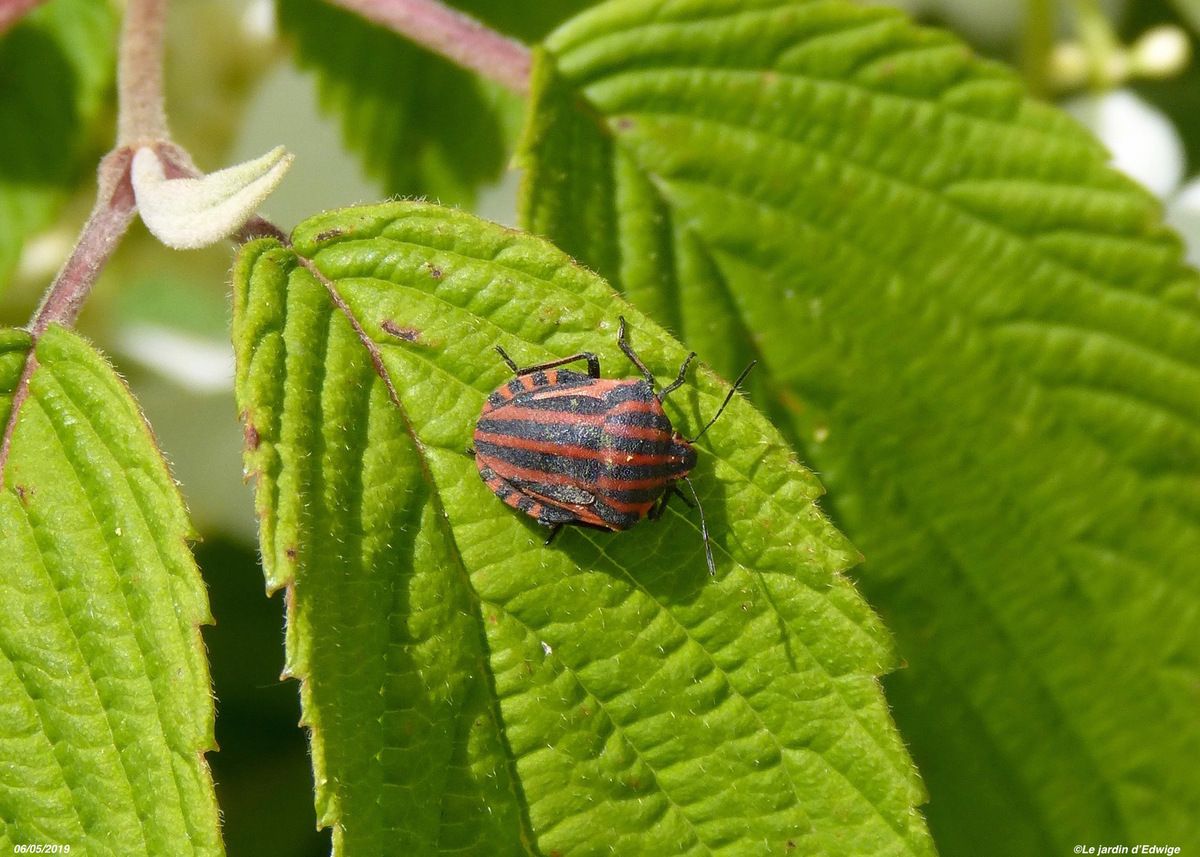 Sur feuille de viorne de Chine