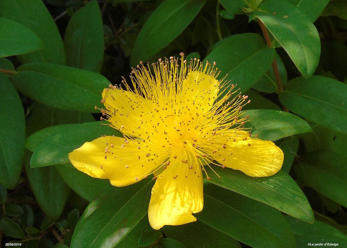 Millepertuis rampant à grandes fleurs - Hypericum calycinum.