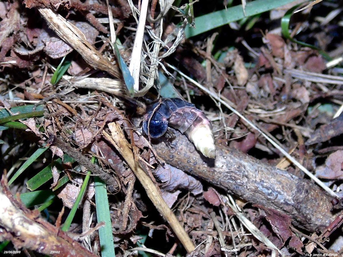 Ver luisant ou lampyre - Lampyris noctiluca