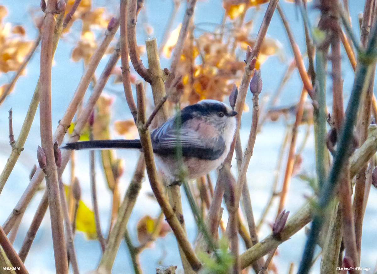 Sur une branche d'hortensia. Remarquez le petit bec noir très court !