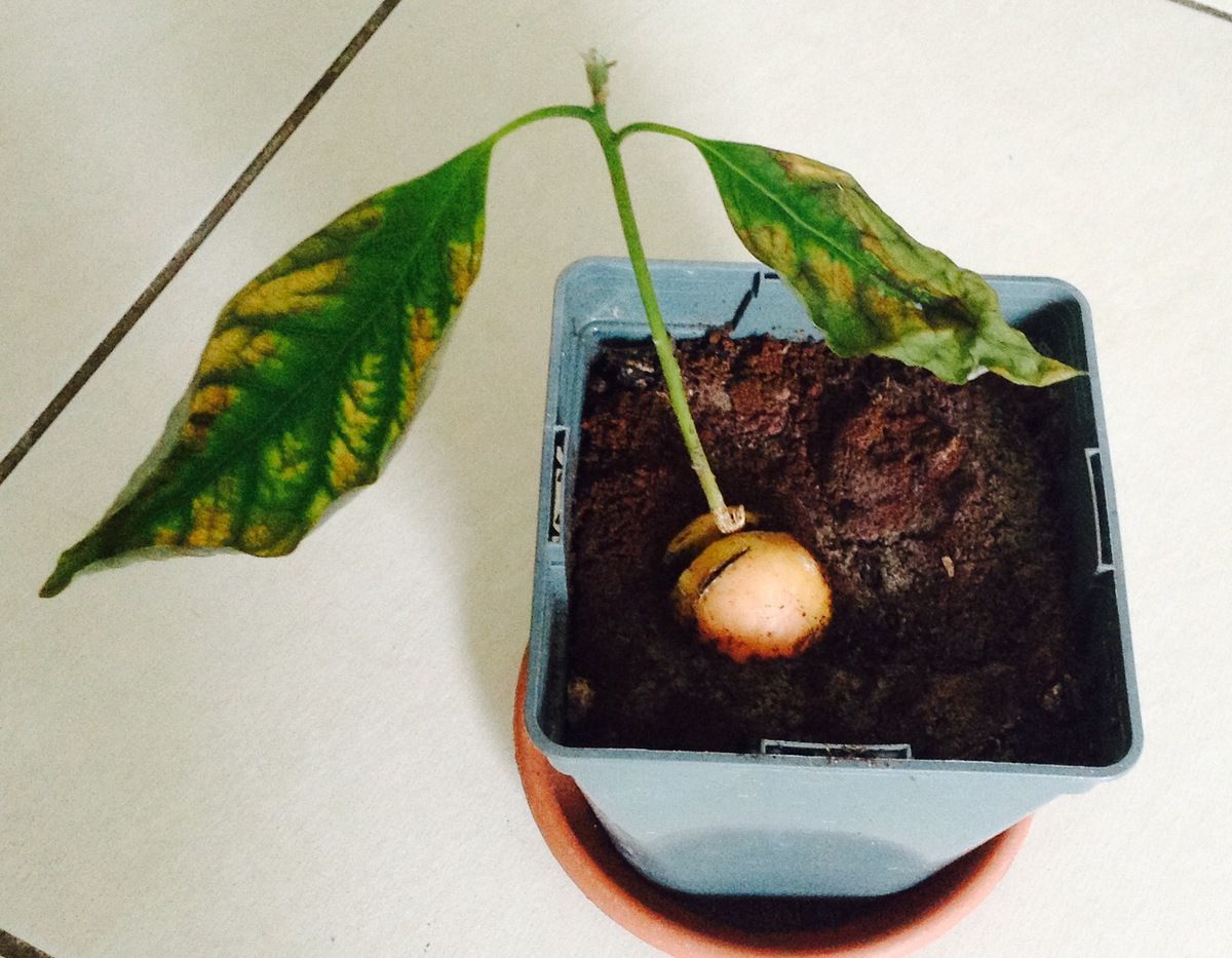 Ne plus jamais utiliser le marc de café dans les plantes ! - Le blog  botanique de Nanie, petit à petit : un micro jardin urbain en  expérimentation