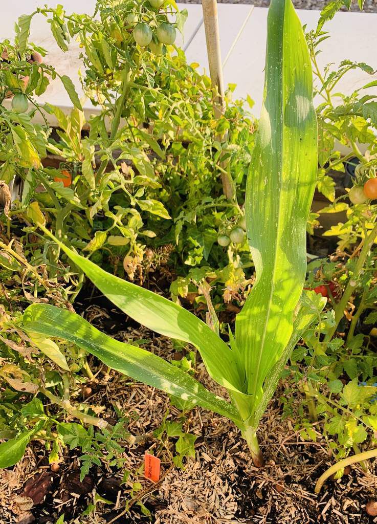 Semis de "maïs pop corn fraise", premier essai en juin 2019 - Le blog  botanique de Nanie, petit à petit : un micro jardin urbain en  expérimentation