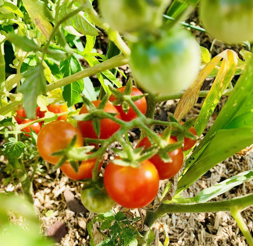 Semis très anticipé de tomate cerise , &quot;crash test&quot;