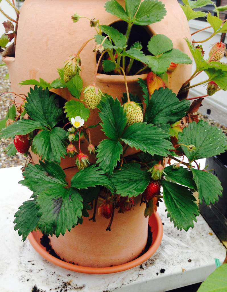 Les fraisiers, version 2020, dans le pot à oreilles - Le blog botanique de  Nanie, petit à petit : un micro jardin urbain en expérimentation