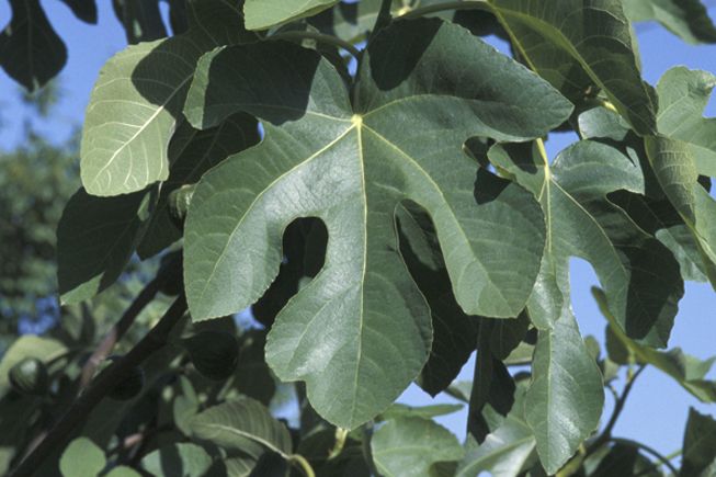 " Le Petit Journal Quotidien " Maria21 - Page 10 Ob_63797e_foglie-ficus-carica