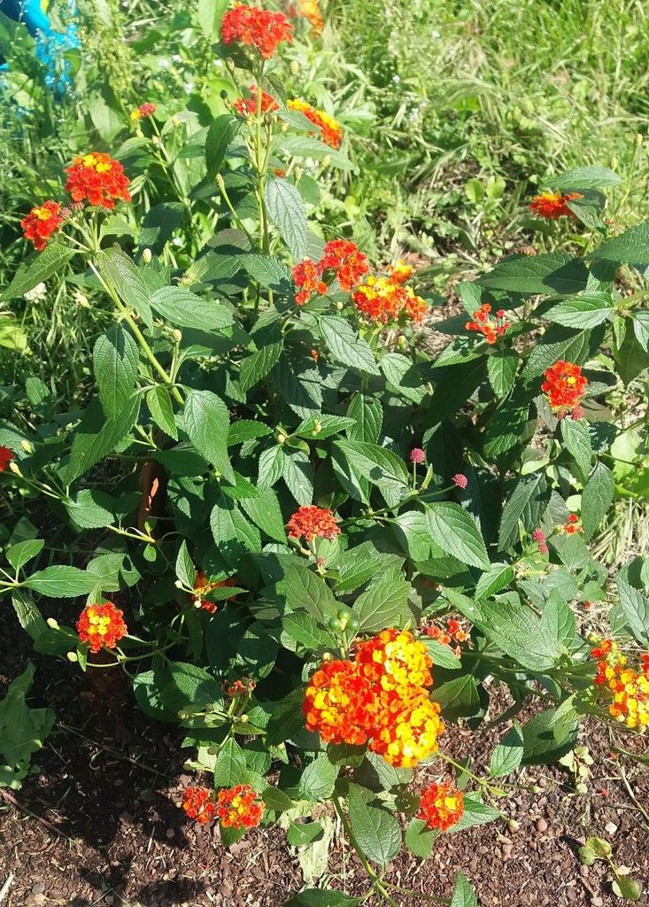 lantana répulsif moustiques