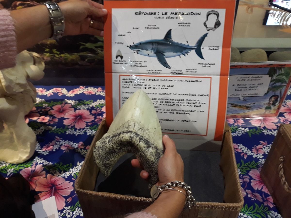 Muséum Toulouse - Elia Pagliarino - Tatouages polynésiens