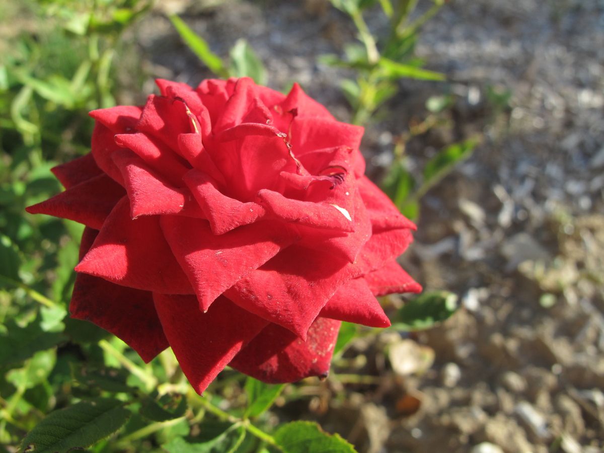 photographe flower rose red