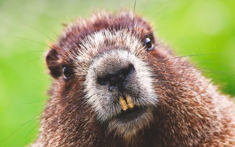 Le Castor Phil Telier