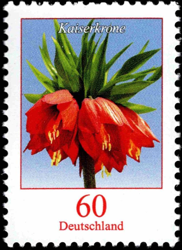 Fritillaria impérialis