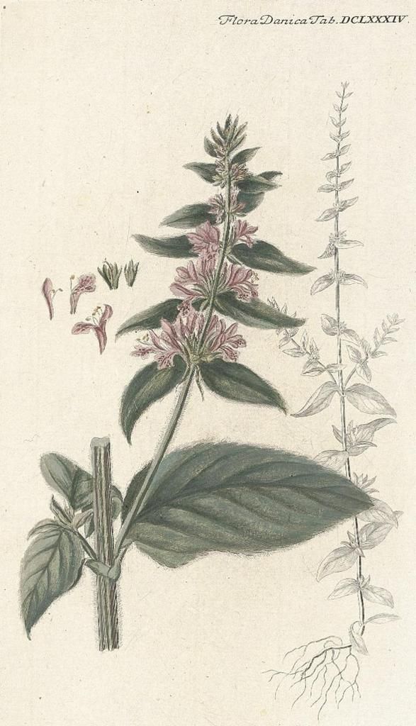 Epiaire - Stachys germanica