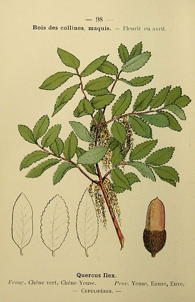 Le chêne