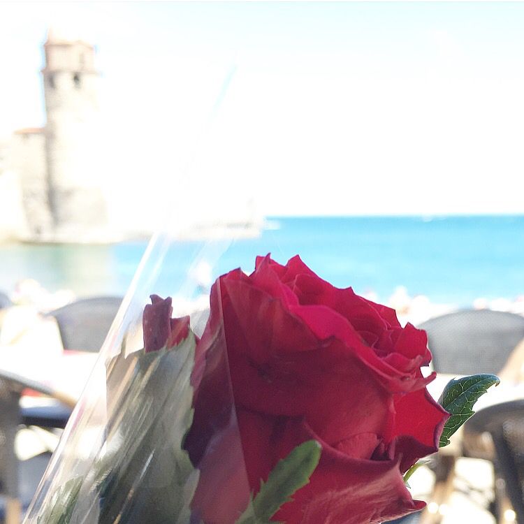 Une rose pour la #santjordi ✨⚓️🌹❤️ #santjordi2016 #festa #catalunya #redrose #collioure #south #outdoor #view #collioure #weekend #rose #pyreneesorientales #fleurs @Collioure