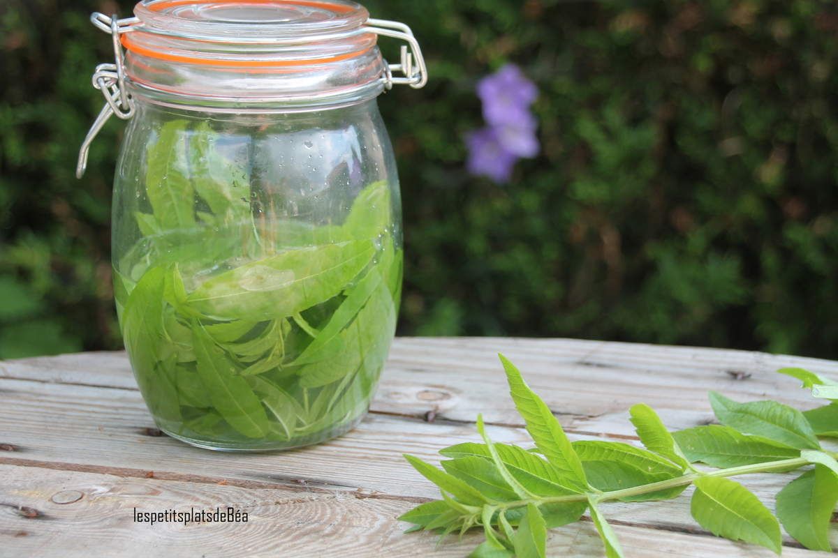 Recette Liqueur De Verveine Avec Alcool De Fruit Liqueur de verveine citronnelle - Les petits plats de Béa
