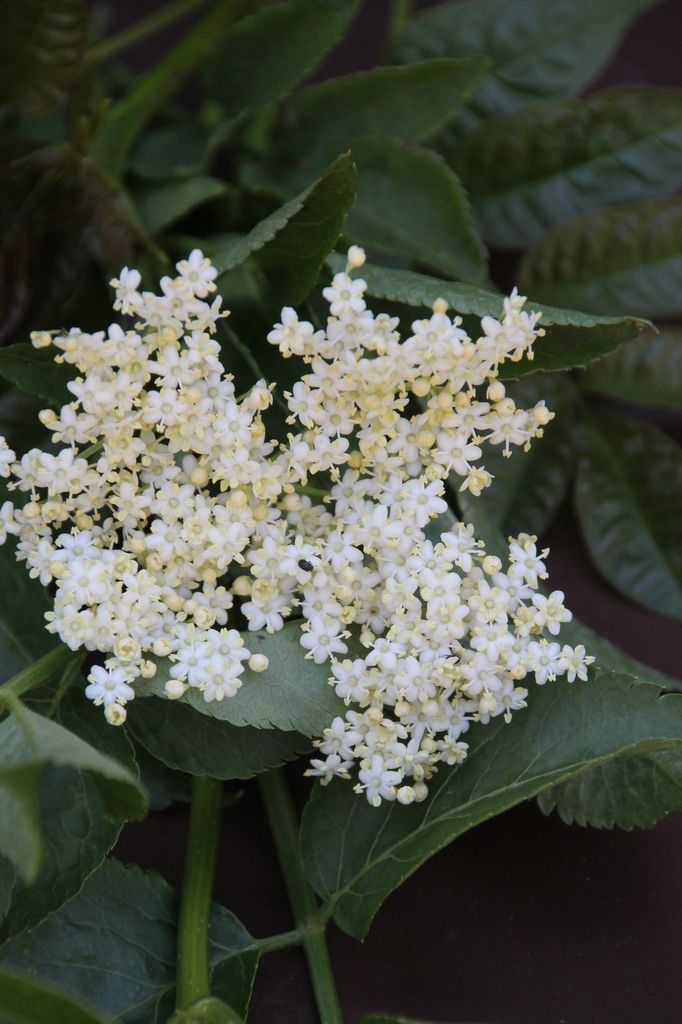 Sirop De Fleurs De Sureau Les Petits Plats De Béa