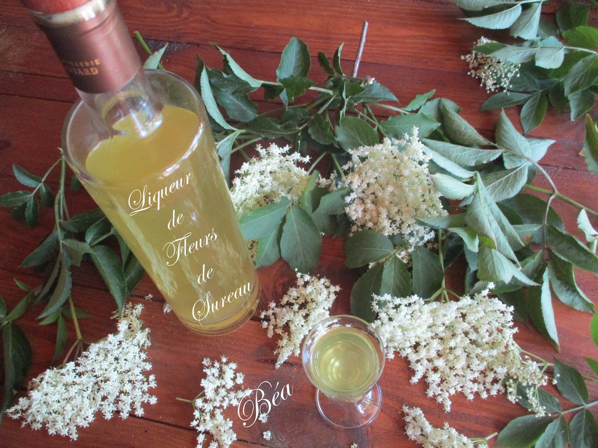 Liqueur de fleur de sureau - Recette par La p'tite cuisine de Pauline