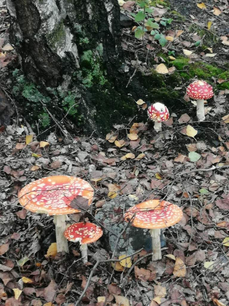 Coq à la bière - promenade régionale en forêt