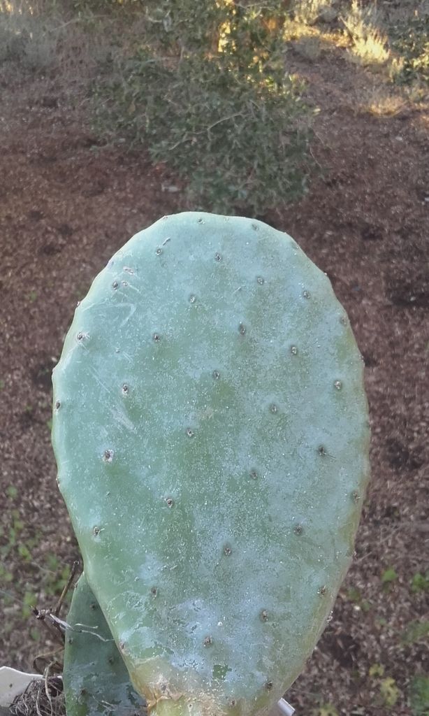 Comment se débarrasser des cochenilles des cactus?