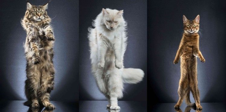 Des Chats Photographies Debout Comme Pour Un Defile Business Au Feminin