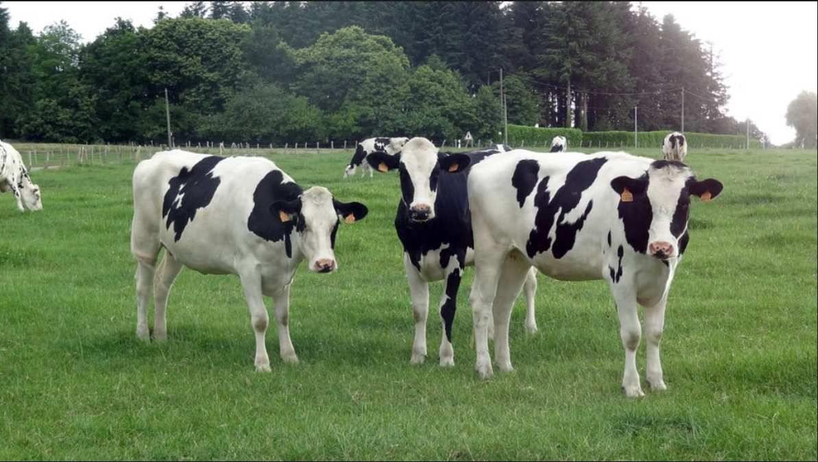 Vaches, méthane et changement climatique